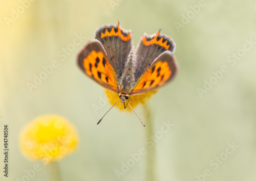 Small Copper butterfly - Spain.