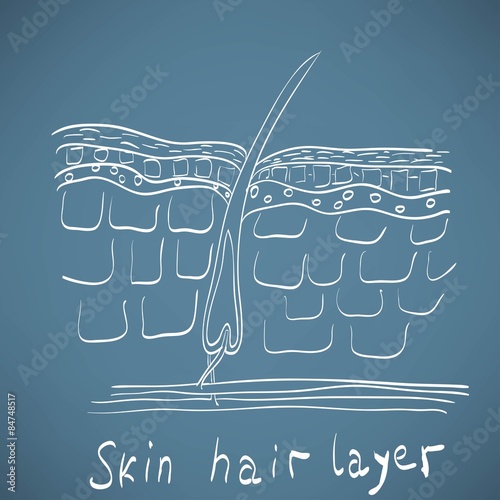 skin hair layer illustration