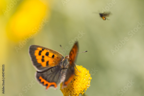 Small Copper butterfly  - Spain. © Christine Bird