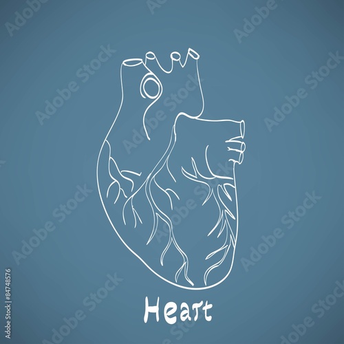 heart anatomy on the chalkboard chalk painted
