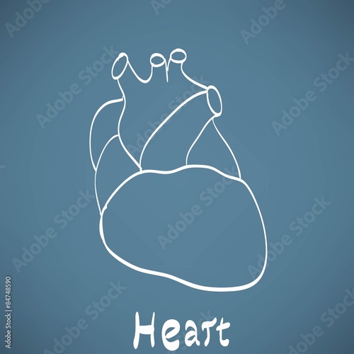 heart anatomy on the chalkboard chalk painted