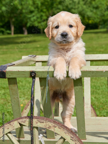Golden Retriever Puppy