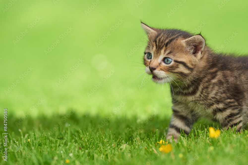 Little kitten on the grass