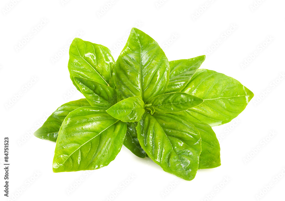 Fototapeta premium Sprig of basil.