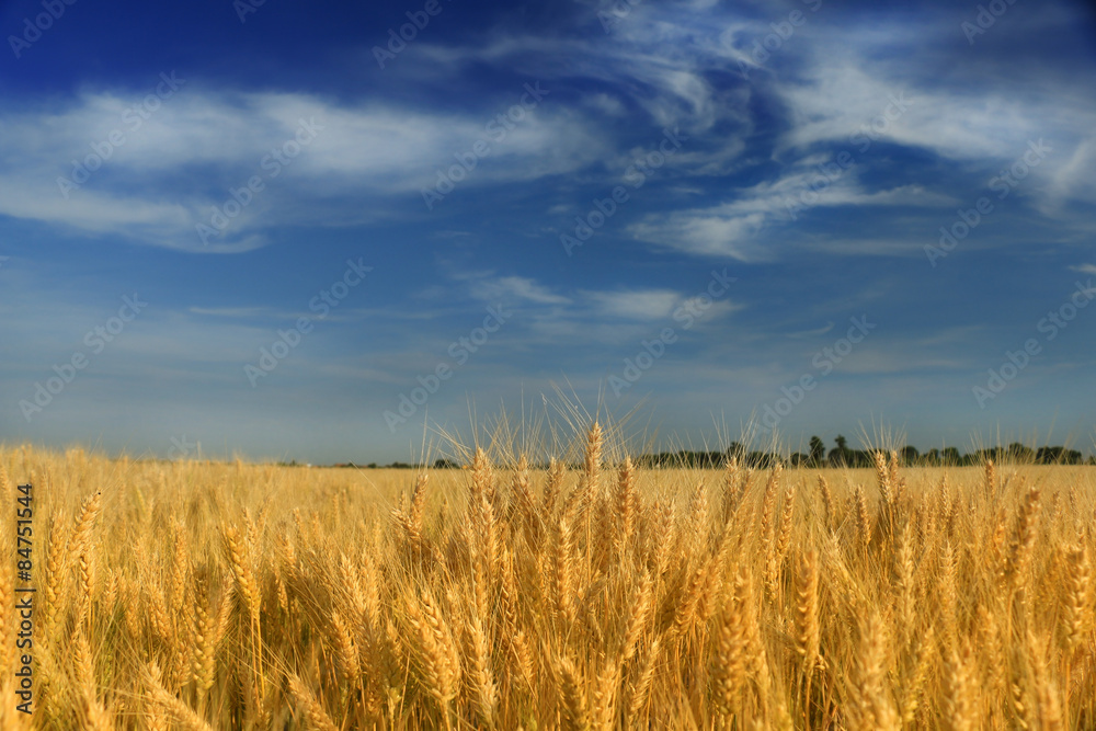 Wheat field against a blue sky