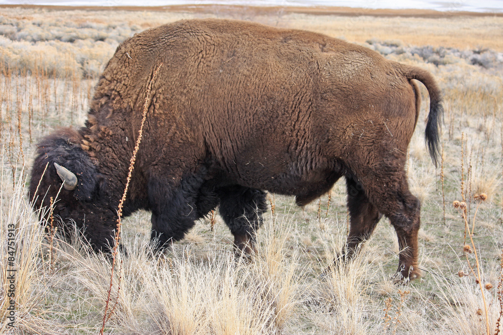 Bison grazing Bison grazing