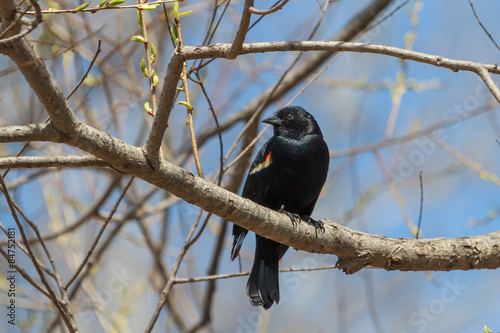 Red-winged Blackbird