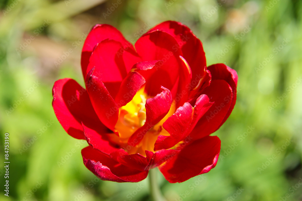 lush red Tulip closeup on green background