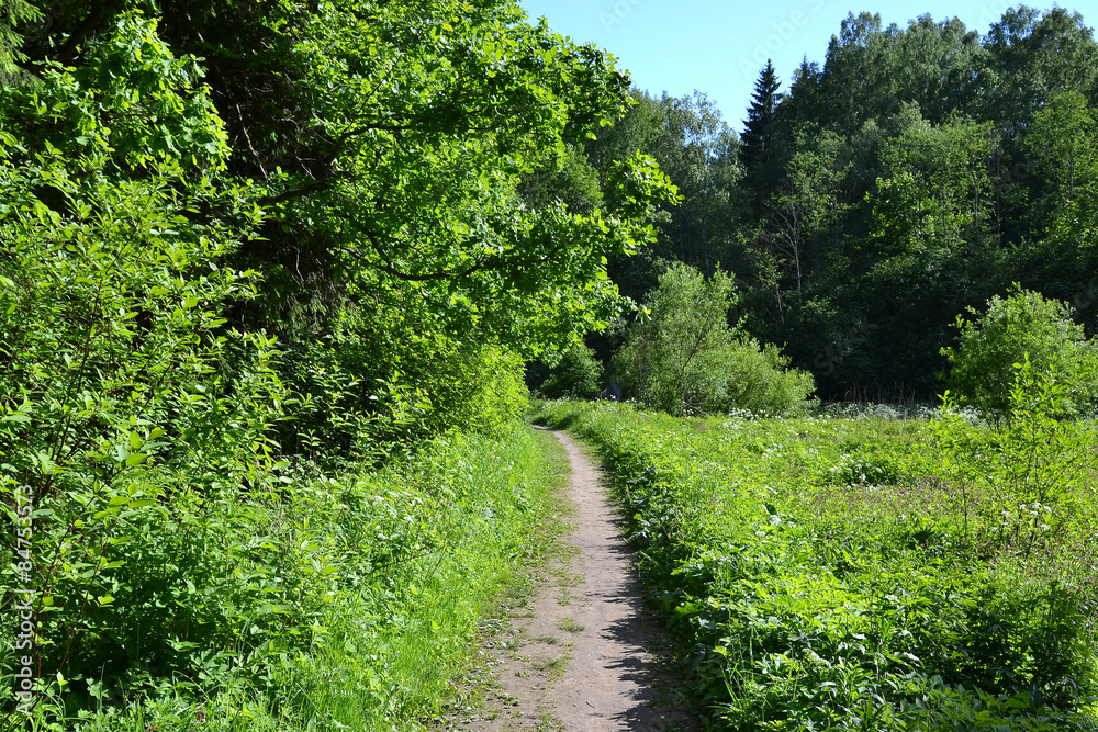 Trees in a summer forest.