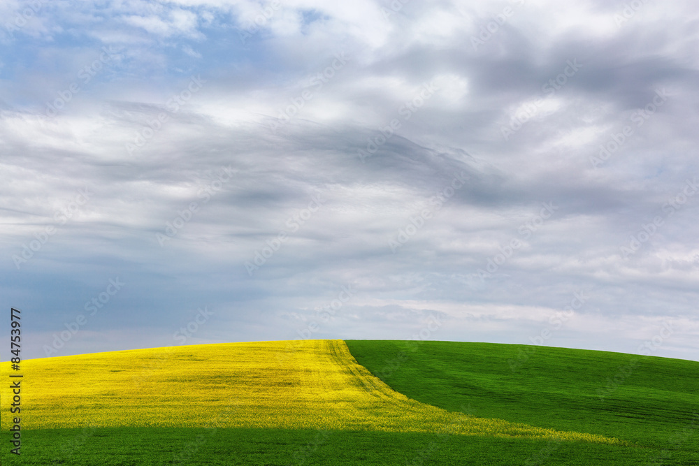 Fototapeta premium Yellow-green field under the clouds