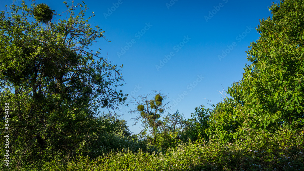 Fototapeta premium Baum mit Misteln
