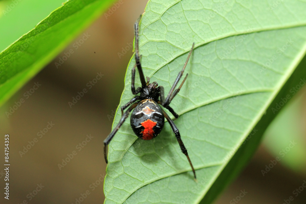 Red-back widow spider (Latrodectus hasseltii) in Japan
Red-back widow spider (Latrodectus hasseltii) in Japan