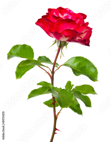 scarlet shrub rose isolated