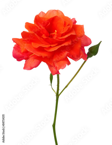 Orange rose bush isolated
