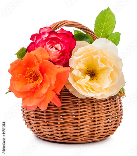 shrub roses in basket isolated