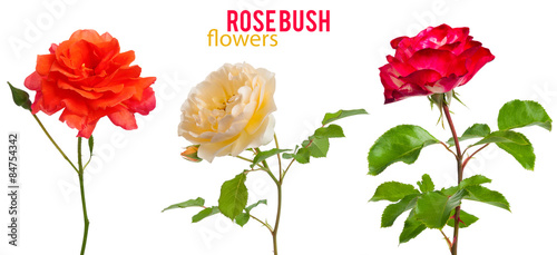 mix Shrub Roses isolated