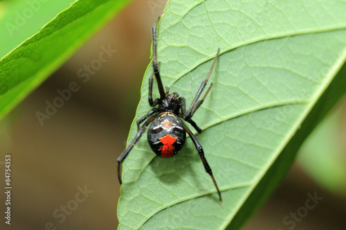 Red-back widow spider (Latrodectus hasseltii) in Japan 