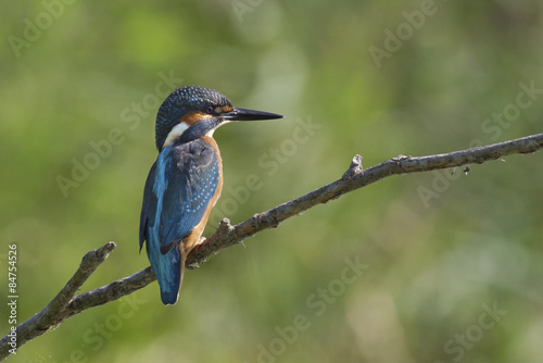 Fotografie Martin Pescatore, Parco Circeo