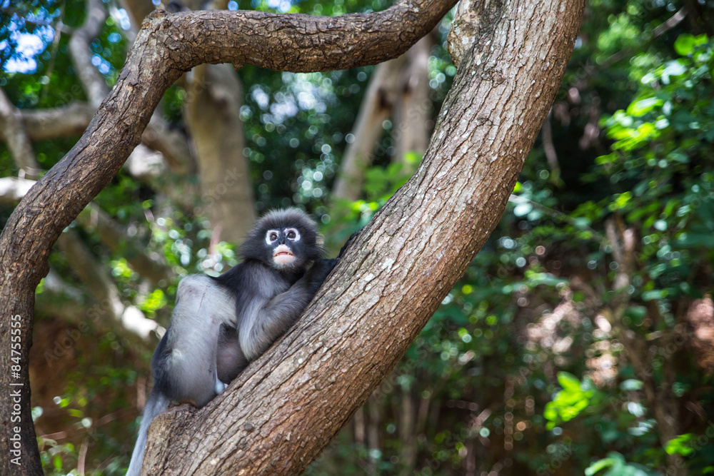 Dusky langur, Spectacled langur or Trachypithecus obscurus monke Dusky langur, Spectacled langur or Trachypithecus obscurus monke