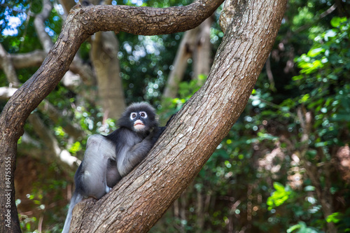 Dusky langur, Spectacled langur or Trachypithecus obscurus monke