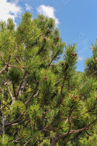 dwarf mountain pine