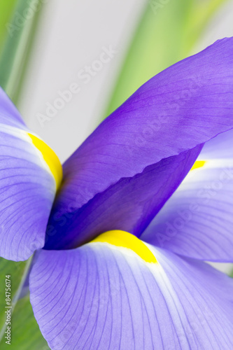Abstract purple iris photograph photo