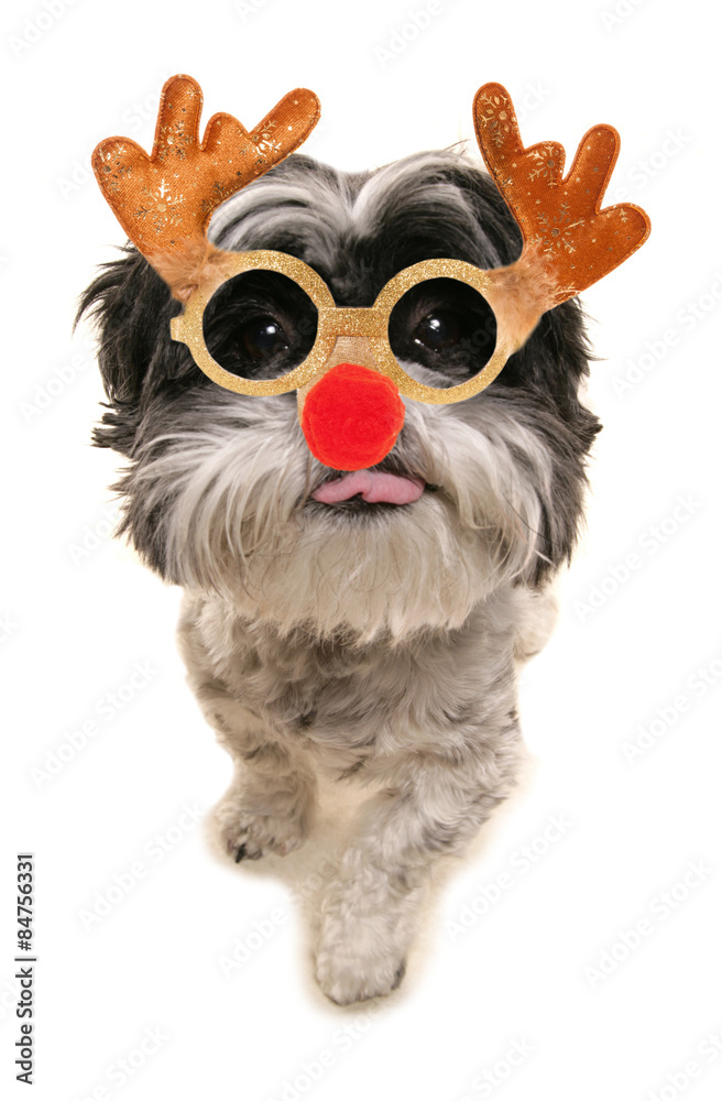Fototapeta premium merry christmas shih tzu dog