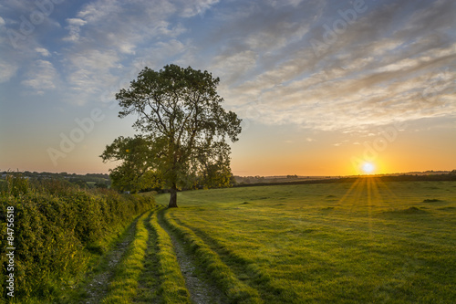 Sunset in cornish fields with tree, Cornwall, uk