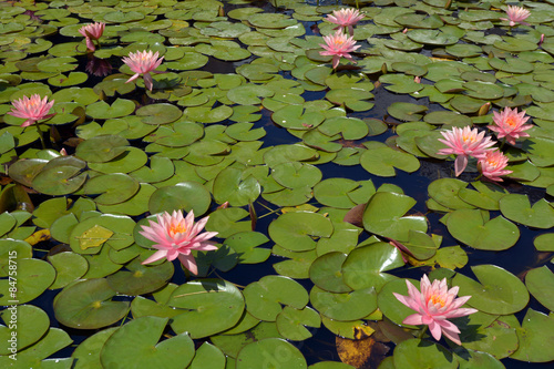 Beautiful Pink Nymphaeaceae water lily flowers
