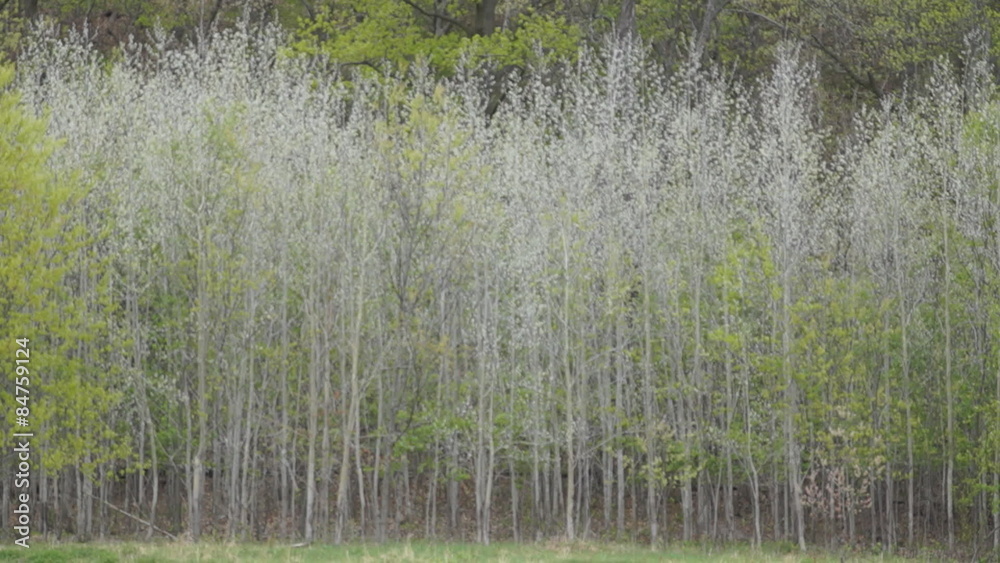 View of a grove of young trembling aspen trees at the edge of a forest ...