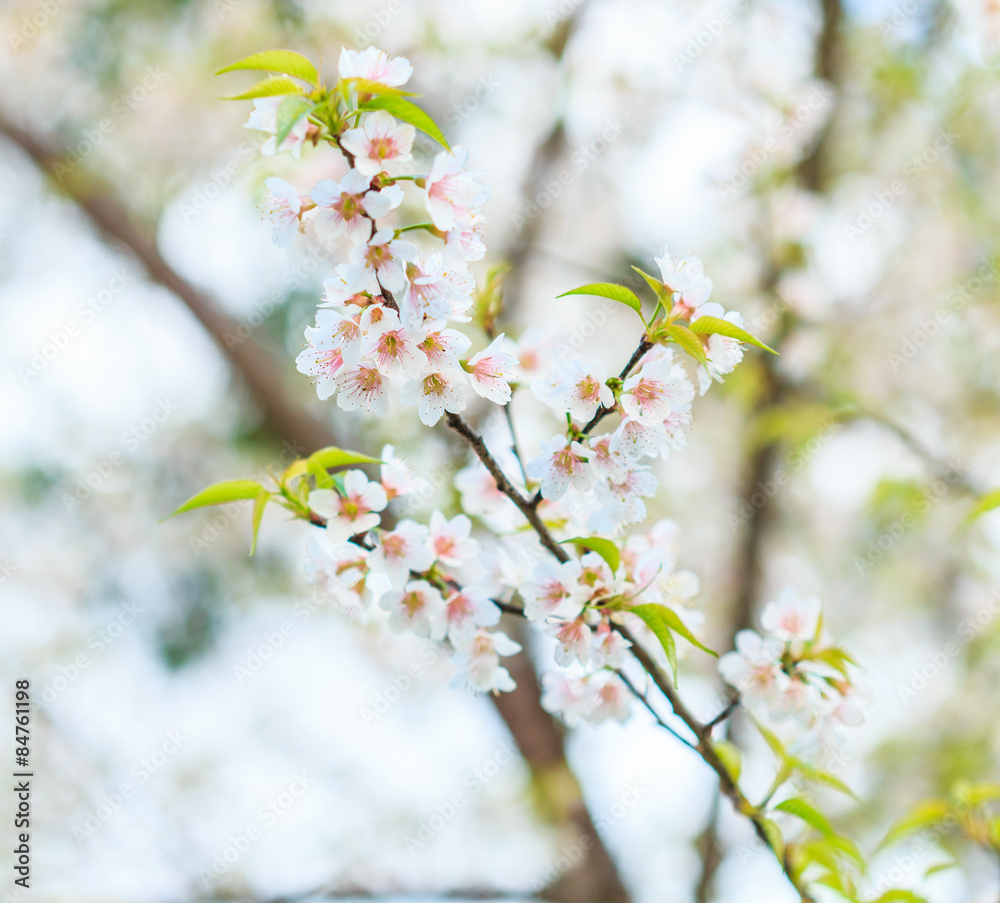 Obraz premium Cherry blossom or Sakura