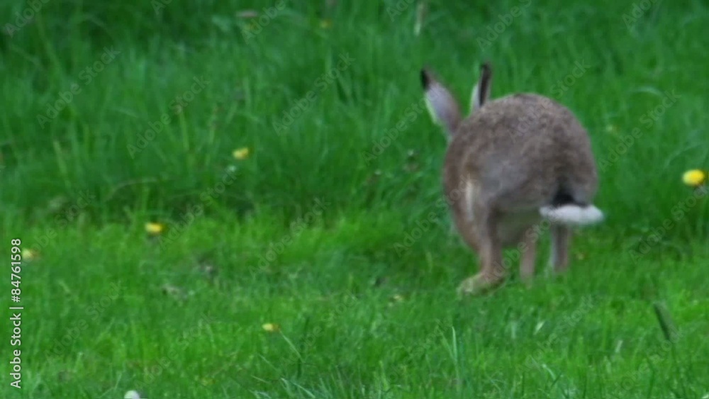 Feldhase im Frühling