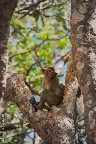 Little Monkey (Crab-eating macaque) on tree in Thailand. © sibadanpics