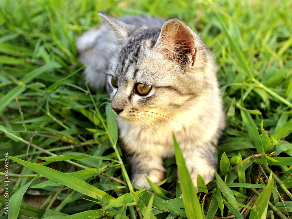 lonely kitten on the green grass