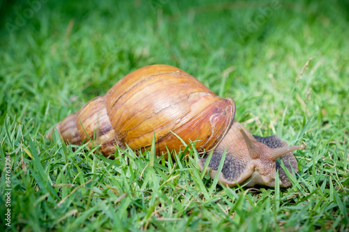 snail on green glass