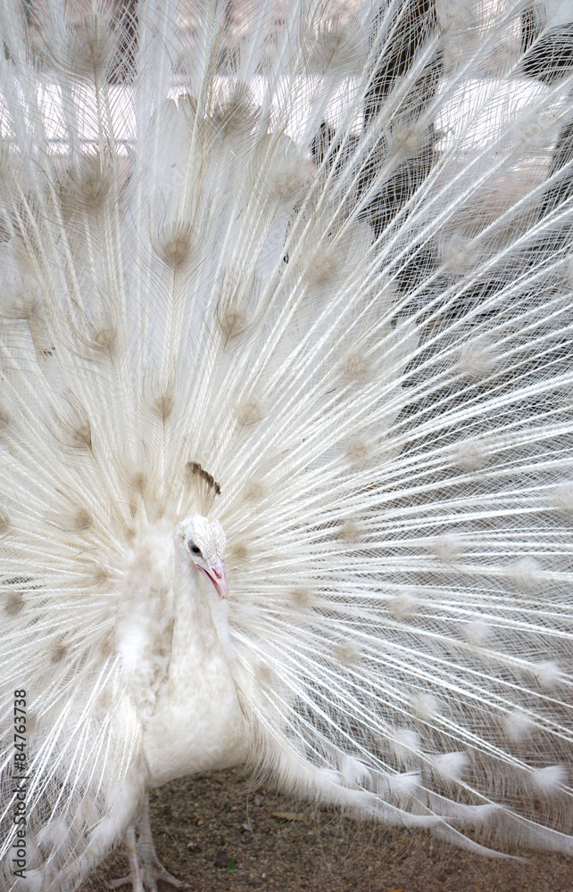 Beautiful albino peacock spread tail-feathers