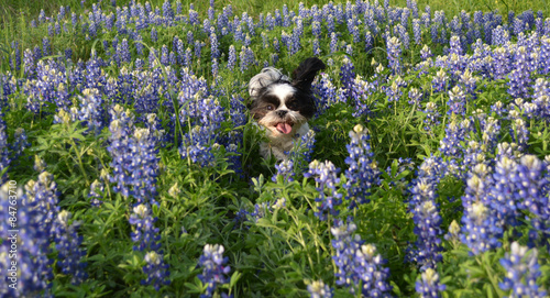 Running in the Blue Bonnets