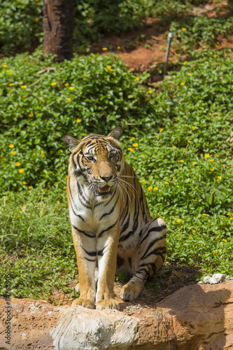 Fototapeta Naklejka Na Ścianę i Meble -  bengal tiger looking at the camera