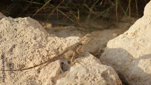 Photo lizards