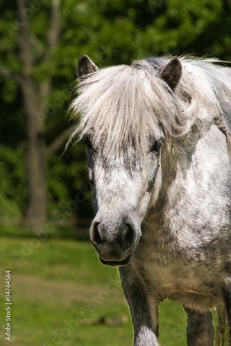 shetland pony