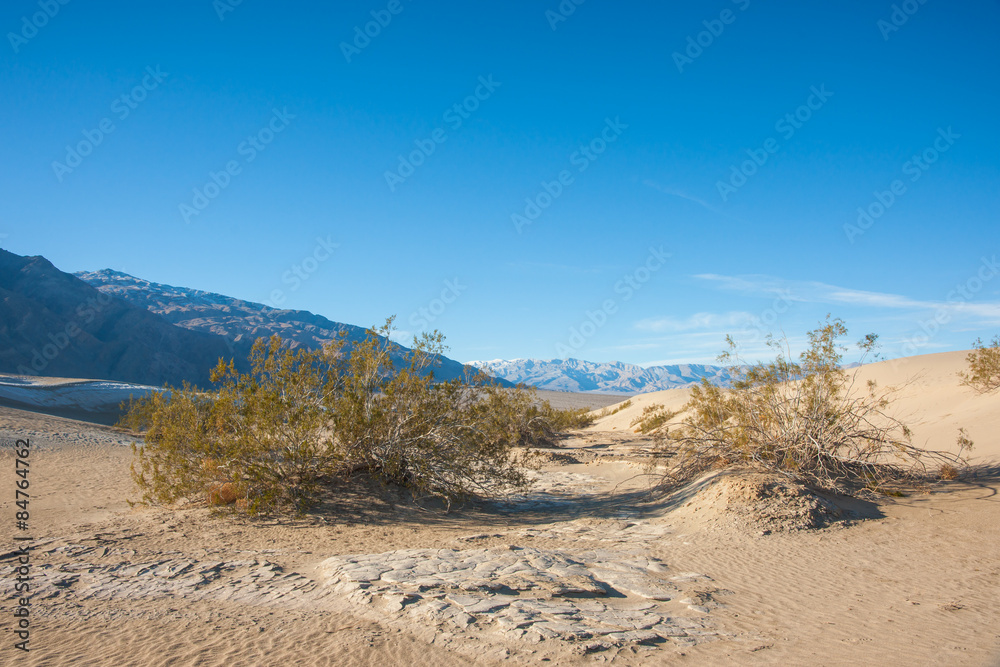 Creosote in Death Valley