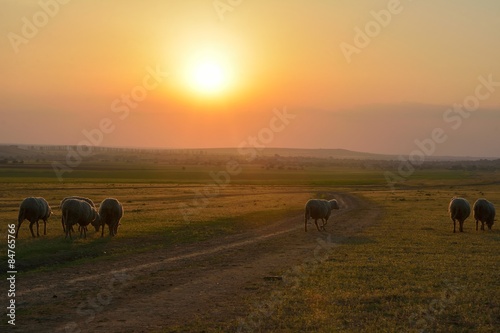 Flock of sheep at sunset © remus20