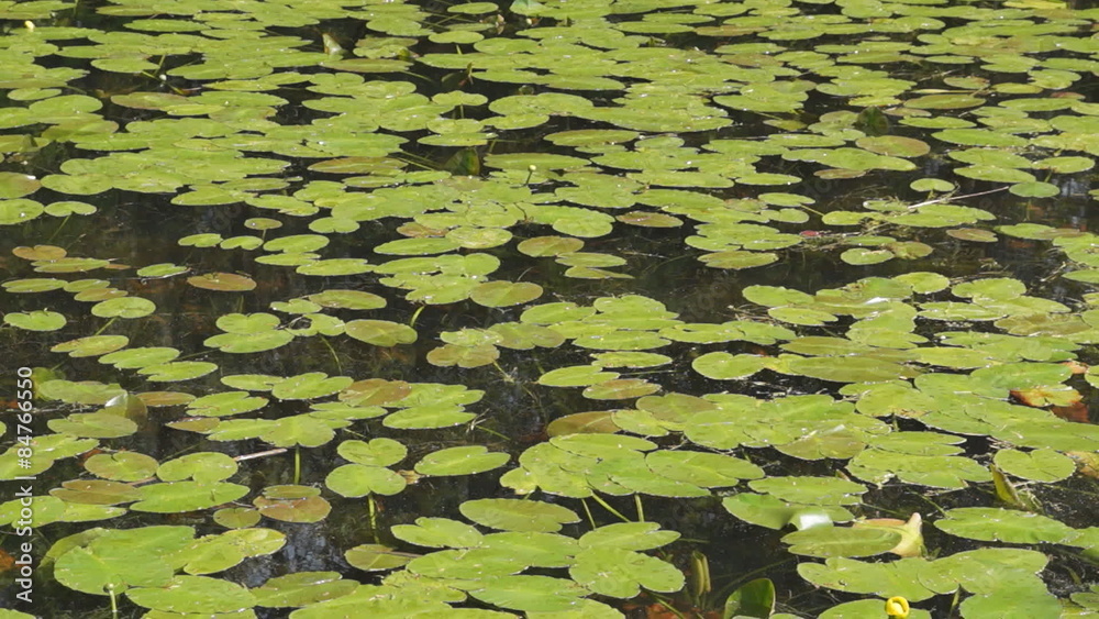 Static shot of water lily pads in a pond with background of bird song and calls. Static shot of water lily pads in a pond with background of bird song and calls.