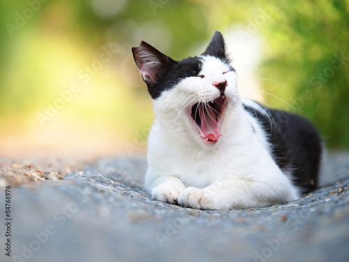 あくびをする猫