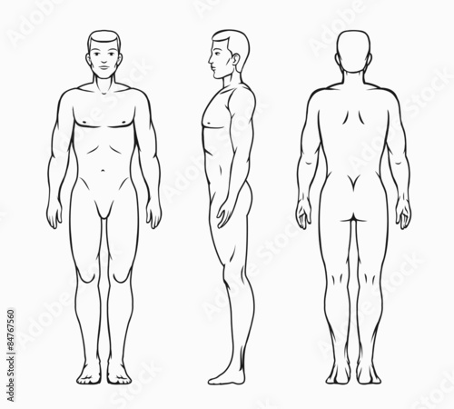 Male body vector illustration