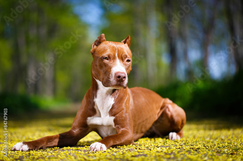 Fototapeta Naklejka Na Ścianę i Meble -  American Pit Bull Terrier