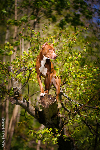 American Pit Bull Terrier © DragoNika