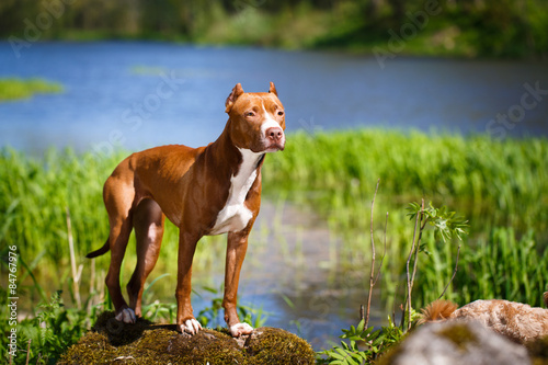 Obraz na plátne American Pit Bull Terrier
