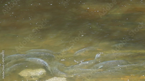 Big, invasive, Common Carp swim in a large school along the edge of a river.  