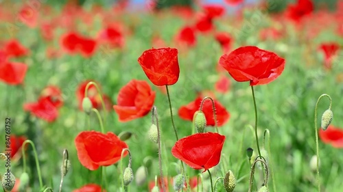 Fresh poppies moving in the wind, in summer season photo